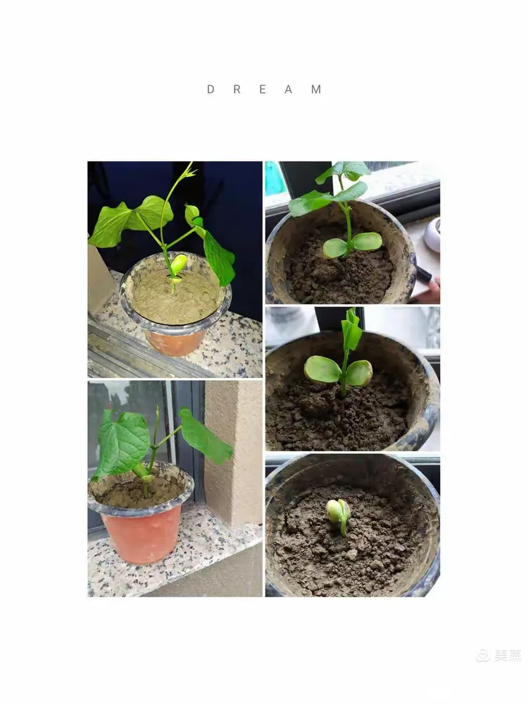 一颗魔豆的成长